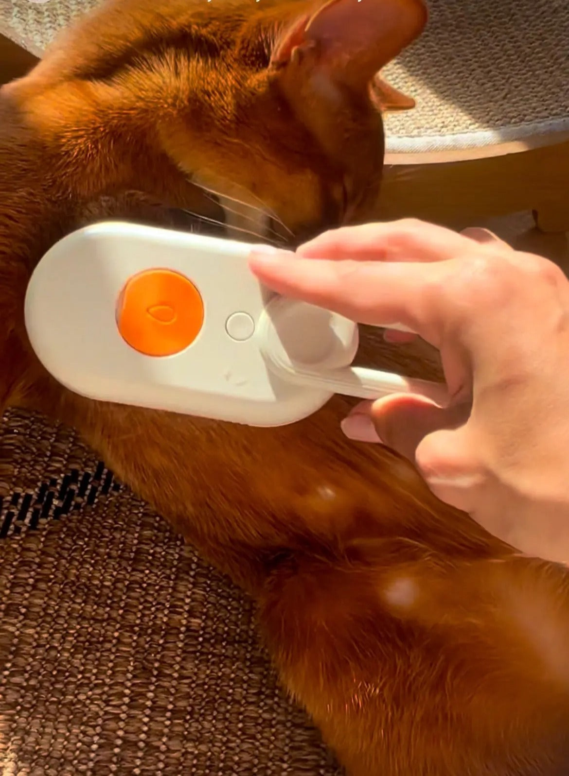 Cat & Dog Steamy Brush